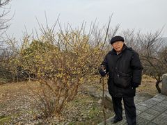 -香雪海