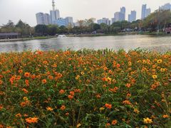 -映月湖公园