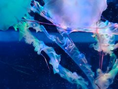 -海合安武汉极地海洋公园