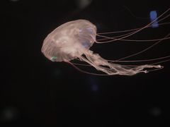 -波塞冬海底世界
