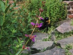 -三鹰之森吉卜力美术馆