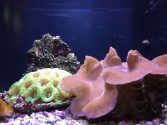 -西雅图水族馆
