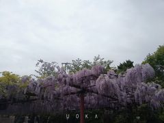-嘉定紫藤园