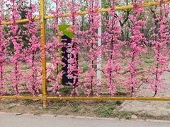 -北京凤凰岭