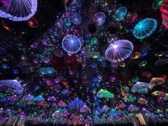 -梵高星空艺术馆(北京旗舰店)
