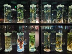 -广东中医药博物馆