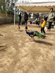 -萌宠亲子动物乐园(槐房万达店)