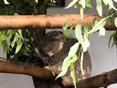 -费瑟代尔野生动物园