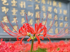 -西安大兴善寺