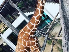 -清迈夜间动物园