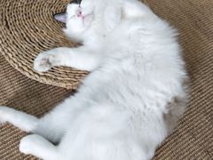 -Heymao猫咖.咖啡厅(东门店)