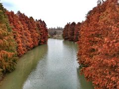 -上海海湾国家森林公园