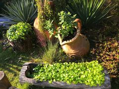 -东莞植物园