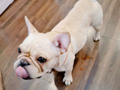 -柯斗斗主题餐厅·狗咖·围炉煮茶·茶饮(国瑞升平里店)