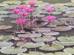 -深圳国际园林花卉博览园