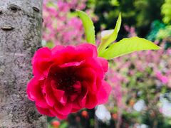 -船政文化景区-罗星塔公园