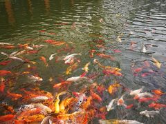 -苏苑饭店-中餐厅(长桥地区店)