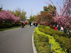 -昆山城市生态森林公园