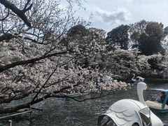 -井之头恩赐公园