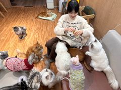 -MOCHA明星猫咖(田子坊店)