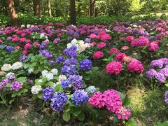 -上海滨江森林公园