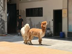 -藦茜花园宠物主题亲子互动体验馆(国顺东路店)