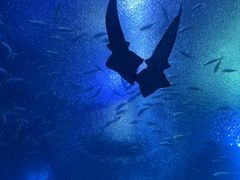 -珠海长隆海洋王国