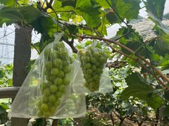 -马陆小张葡萄园农家乐