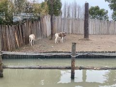 -上海野生动物园