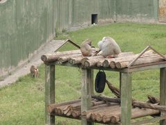 -合肥野生动物园