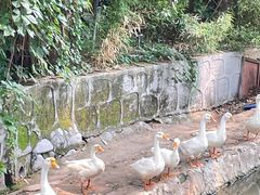 -丽泽山庄·生态怀柔菜·虹鳟鱼(红螺寺店)