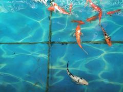 -北国之春国宴(乌兰察布店)