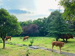 -长沙黑麋峰国家森林公园