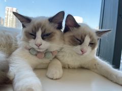 -怪兽屋·羊驼·猫咖·狗咖(俊华广场店)