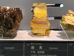 -中国地质博物馆