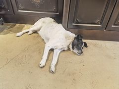 -可可露咖啡店(大东店)