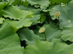 -陈家山荷花公园