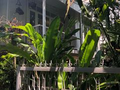 -Fern Forest Cafe
