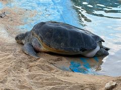 -广东惠东海龟国家级自然保护区