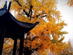 -千年银杏谷文化旅游区