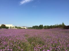 -紫海香堤香草艺术庄园