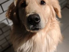 -趣玩宠物乐园寄养训犬训狗游泳池