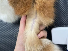-唐小姐の猫狗洗护·购宠旗舰店(周浦万达店)