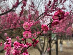 -上海海湾国家森林公园