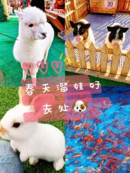 -萌宠亲子动物乐园(槐房万达店)