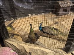 -酷嗒动物文化乐园(cutezoo西溪乐天城店)