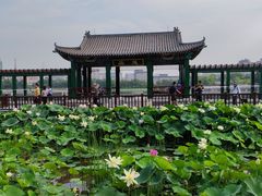 -莲花池公园