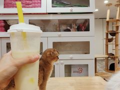 -楼上猫咖(罗湖店)