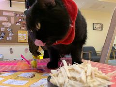 -滚猫咖啡·猫咖·猫友好撸猫(未来城店)