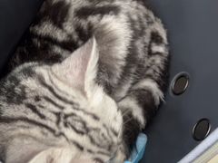 -瑞派伍一宠物医院·眼科·骨科·猫科转诊中心(马王堆院)